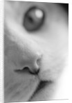 Cat's Mouth by Anonymous