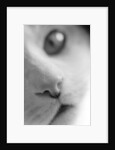 Cat's Mouth by Anonymous
