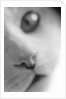 Cat's Mouth by Anonymous