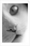 Cat's Mouth by Anonymous