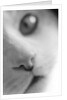 Cat's Mouth by Anonymous