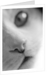 Cat's Mouth by Anonymous