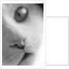 Cat's Mouth by Anonymous
