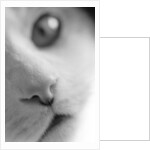 Cat's Mouth by Anonymous