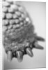 Turtle's Foot by Anonymous