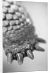 Turtle's Foot by Anonymous