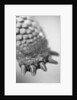 Turtle's Foot by Anonymous