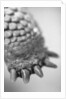 Turtle's Foot by Anonymous