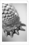Turtle's Foot by Anonymous
