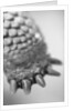 Turtle's Foot by Anonymous