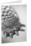 Turtle's Foot by Anonymous