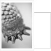 Turtle's Foot by Anonymous