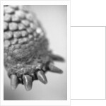 Turtle's Foot by Anonymous
