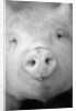 Pig's Nose by Anonymous