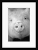 Pig's Nose by Anonymous