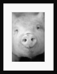 Pig's Nose by Anonymous