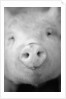 Pig's Nose by Anonymous