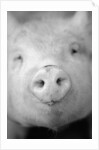 Pig's Nose by Anonymous
