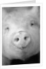 Pig's Nose by Anonymous