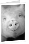 Pig's Nose by Anonymous