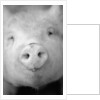 Pig's Nose by Anonymous