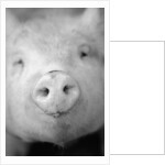 Pig's Nose by Anonymous