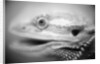 Side of Iguana's Face by Anonymous