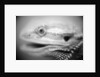 Side of Iguana's Face by Anonymous