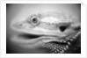 Side of Iguana's Face by Anonymous