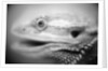 Side of Iguana's Face by Anonymous