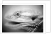 Side of Iguana's Face by Anonymous