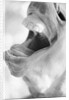 Horse's Opened Mouth by Anonymous