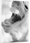Horse's Opened Mouth by Anonymous