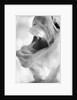 Horse's Opened Mouth by Anonymous