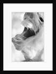 Horse's Opened Mouth by Anonymous