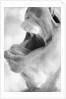 Horse's Opened Mouth by Anonymous