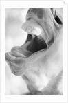 Horse's Opened Mouth by Anonymous