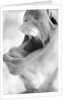 Horse's Opened Mouth by Anonymous