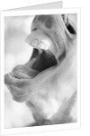 Horse's Opened Mouth by Anonymous