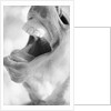 Horse's Opened Mouth by Anonymous