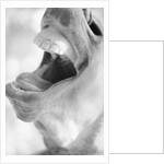 Horse's Opened Mouth by Anonymous