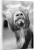Goat's Nose and Mouth by Anonymous