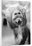 Goat's Nose and Mouth by Anonymous