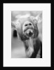 Goat's Nose and Mouth by Anonymous