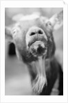 Goat's Nose and Mouth by Anonymous