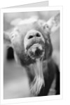 Goat's Nose and Mouth by Anonymous