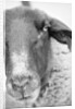 Sheep's Face by Anonymous