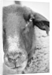 Sheep's Face by Anonymous