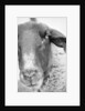 Sheep's Face by Anonymous