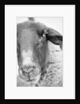 Sheep's Face by Anonymous
